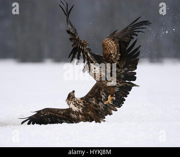 Nord-DEVON, UK: Starke Bilder von Briefträger zeigt wie ein Eisvogel macht das Beste aus die Möglichkeit, Fische zu fangen, bevor Winter schließt. Tauchen in den Fluss mit einer Geschwindigkeit von bis zu 70 Meilen pro Stunde den Fisch, diese herrlichen Native-britische Vogel Feeds auf stehen keine Chance. Lokalen Postie und Amateur Naturfotograf Rob Cross (48) von Bideford in Nord-Devon hat Hunderte von Stunden Beobachtung dieser beliebten Vogel von den Ufern des River Torridge verbracht. Stockfoto