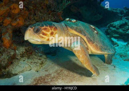 BAHAMAS: Komische Unterwasser-Bilder zeigen ein glückliches paar neugierige Schildkröten ihre Reflexionen im Objektiv Kamera zum letzten Mal auschecken, da wurden sie in die freie Wildbahn entlassen werden. Die amüsante Bilder zeigen die neugierigen Baby Karettschildkröten schwimmen auf das Objektiv der Kamera nach dem Fang einen Blick auf sich selbst als ob um sicherzustellen, sie richtig für ihre schwimmen ins Ungewisse ausgesehen. Andere Aufnahmen zeigen einen ausgewachsenen Karettschildkröten der Fotograf völlig ignorieren, als er den Meeresboden sucht für seine nächste Mahlzeit. Die spektakuläre Schnappschüsse von der juvenilen Schildkröten wurden in den Bahamas in der Nähe von Gra Stockfoto