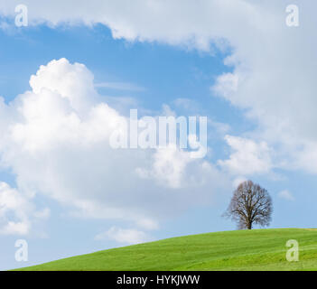 Einsamer Baum auf dem Grünen Hügel, blauer Himmel und weiße Wolken Stockfoto