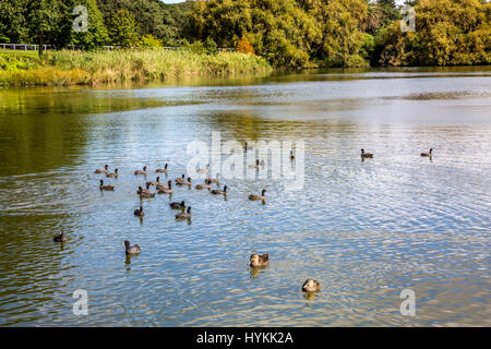 Centennial Parklands in östlichen Vororten Sydneys, beliebte öffnen Grünfläche, Sydney, Australien Stockfoto