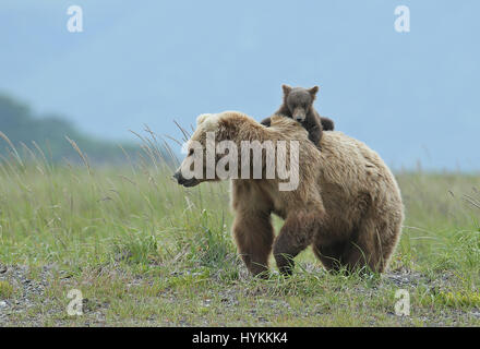 HALLO BAY, ALASKA: Im MOMENT eine entzückende sechs Monate alten Grizzly Bear Cub eine Piggy-Back von seiner Mumie bekommt wurde erfasst. Bilder zeigen diese nette Begegnung, in dem, was könnte die gemütlichste Art zu reisen.  Andere Bilder zeigen die Bären-Familie sehr nahe der Matriarchin bleiben, wie eine bedrohlichen männlichen Bären näherte sich ihnen. Zum Glück gab es keine Notwendigkeit zu befürchten wie der grizzly Mama Bär bald mit einem floh im Ohr schickte ihn weg. Amerikanischer Fotograf David Silverman (53) reiste nach Hallo Bay, Alaska, fangen diese entzückenden Wesen Zeit zu verbringen. Stockfoto