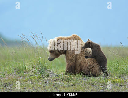 HALLO BAY, ALASKA: Im MOMENT eine entzückende sechs Monate alten Grizzly Bear Cub eine Piggy-Back von seiner Mumie bekommt wurde erfasst. Bilder zeigen diese nette Begegnung, in dem, was könnte die gemütlichste Art zu reisen.  Andere Bilder zeigen die Bären-Familie sehr nahe der Matriarchin bleiben, wie eine bedrohlichen männlichen Bären näherte sich ihnen. Zum Glück gab es keine Notwendigkeit zu befürchten wie der grizzly Mama Bär bald mit einem floh im Ohr schickte ihn weg. Amerikanischer Fotograf David Silverman (53) reiste nach Hallo Bay, Alaska, fangen diese entzückenden Wesen Zeit zu verbringen. Stockfoto