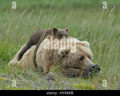 HALLO BAY, ALASKA: Im MOMENT eine entzückende sechs Monate alten Grizzly Bear Cub eine Piggy-Back von seiner Mumie bekommt wurde erfasst. Bilder zeigen diese nette Begegnung, in dem, was könnte die gemütlichste Art zu reisen.  Andere Bilder zeigen die Bären-Familie sehr nahe der Matriarchin bleiben, wie eine bedrohlichen männlichen Bären näherte sich ihnen. Zum Glück gab es keine Notwendigkeit zu befürchten wie der grizzly Mama Bär bald mit einem floh im Ohr schickte ihn weg. Amerikanischer Fotograf David Silverman (53) reiste nach Hallo Bay, Alaska, fangen diese entzückenden Wesen Zeit zu verbringen. Stockfoto