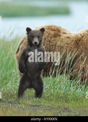 HALLO BAY, ALASKA: Im MOMENT eine entzückende sechs Monate alten Grizzly Bear Cub eine Piggy-Back von seiner Mumie bekommt wurde erfasst. Bilder zeigen diese nette Begegnung, in dem, was könnte die gemütlichste Art zu reisen.  Andere Bilder zeigen die Bären-Familie sehr nahe der Matriarchin bleiben, wie eine bedrohlichen männlichen Bären näherte sich ihnen. Zum Glück gab es keine Notwendigkeit zu befürchten wie der grizzly Mama Bär bald mit einem floh im Ohr schickte ihn weg. Amerikanischer Fotograf David Silverman (53) reiste nach Hallo Bay, Alaska, fangen diese entzückenden Wesen Zeit zu verbringen. Stockfoto