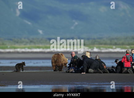 HALLO BAY, ALASKA: Im MOMENT eine entzückende sechs Monate alten Grizzly Bear Cub eine Piggy-Back von seiner Mumie bekommt wurde erfasst. Bilder zeigen diese nette Begegnung, in dem, was könnte die gemütlichste Art zu reisen.  Andere Bilder zeigen die Bären-Familie sehr nahe der Matriarchin bleiben, wie eine bedrohlichen männlichen Bären näherte sich ihnen. Zum Glück gab es keine Notwendigkeit zu befürchten wie der grizzly Mama Bär bald mit einem floh im Ohr schickte ihn weg. Amerikanischer Fotograf David Silverman (53) reiste nach Hallo Bay, Alaska, fangen diese entzückenden Wesen Zeit zu verbringen. Stockfoto