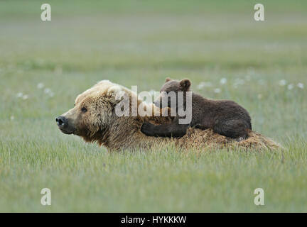 HALLO BAY, ALASKA: Im MOMENT eine entzückende sechs Monate alten Grizzly Bear Cub eine Piggy-Back von seiner Mumie bekommt wurde erfasst. Bilder zeigen diese nette Begegnung, in dem, was könnte die gemütlichste Art zu reisen.  Andere Bilder zeigen die Bären-Familie sehr nahe der Matriarchin bleiben, wie eine bedrohlichen männlichen Bären näherte sich ihnen. Zum Glück gab es keine Notwendigkeit zu befürchten wie der grizzly Mama Bär bald mit einem floh im Ohr schickte ihn weg. Amerikanischer Fotograf David Silverman (53) reiste nach Hallo Bay, Alaska, fangen diese entzückenden Wesen Zeit zu verbringen. Stockfoto