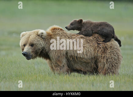 HALLO BAY, ALASKA: Im MOMENT eine entzückende sechs Monate alten Grizzly Bear Cub eine Piggy-Back von seiner Mumie bekommt wurde erfasst. Bilder zeigen diese nette Begegnung, in dem, was könnte die gemütlichste Art zu reisen.  Andere Bilder zeigen die Bären-Familie sehr nahe der Matriarchin bleiben, wie eine bedrohlichen männlichen Bären näherte sich ihnen. Zum Glück gab es keine Notwendigkeit zu befürchten wie der grizzly Mama Bär bald mit einem floh im Ohr schickte ihn weg. Amerikanischer Fotograf David Silverman (53) reiste nach Hallo Bay, Alaska, fangen diese entzückenden Wesen Zeit zu verbringen. Stockfoto