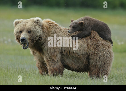 HALLO BAY, ALASKA: Im MOMENT eine entzückende sechs Monate alten Grizzly Bear Cub eine Piggy-Back von seiner Mumie bekommt wurde erfasst. Bilder zeigen diese nette Begegnung, in dem, was könnte die gemütlichste Art zu reisen.  Andere Bilder zeigen die Bären-Familie sehr nahe der Matriarchin bleiben, wie eine bedrohlichen männlichen Bären näherte sich ihnen. Zum Glück gab es keine Notwendigkeit zu befürchten wie der grizzly Mama Bär bald mit einem floh im Ohr schickte ihn weg. Amerikanischer Fotograf David Silverman (53) reiste nach Hallo Bay, Alaska, fangen diese entzückenden Wesen Zeit zu verbringen. Stockfoto