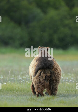 HALLO BAY, ALASKA: Im MOMENT eine entzückende sechs Monate alten Grizzly Bear Cub eine Piggy-Back von seiner Mumie bekommt wurde erfasst. Bilder zeigen diese nette Begegnung, in dem, was könnte die gemütlichste Art zu reisen.  Andere Bilder zeigen die Bären-Familie sehr nahe der Matriarchin bleiben, wie eine bedrohlichen männlichen Bären näherte sich ihnen. Zum Glück gab es keine Notwendigkeit zu befürchten wie der grizzly Mama Bär bald mit einem floh im Ohr schickte ihn weg. Amerikanischer Fotograf David Silverman (53) reiste nach Hallo Bay, Alaska, fangen diese entzückenden Wesen Zeit zu verbringen. Stockfoto