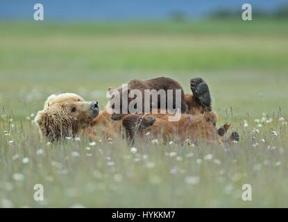 HALLO BAY, ALASKA: Im MOMENT eine entzückende sechs Monate alten Grizzly Bear Cub eine Piggy-Back von seiner Mumie bekommt wurde erfasst. Bilder zeigen diese nette Begegnung, in dem, was könnte die gemütlichste Art zu reisen.  Andere Bilder zeigen die Bären-Familie sehr nahe der Matriarchin bleiben, wie eine bedrohlichen männlichen Bären näherte sich ihnen. Zum Glück gab es keine Notwendigkeit zu befürchten wie der grizzly Mama Bär bald mit einem floh im Ohr schickte ihn weg. Amerikanischer Fotograf David Silverman (53) reiste nach Hallo Bay, Alaska, fangen diese entzückenden Wesen Zeit zu verbringen. Stockfoto