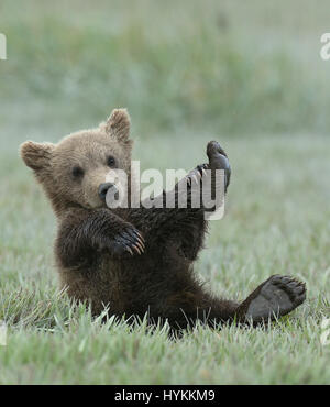 HALLO BAY, ALASKA: Im MOMENT eine entzückende sechs Monate alten Grizzly Bear Cub eine Piggy-Back von seiner Mumie bekommt wurde erfasst. Bilder zeigen diese nette Begegnung, in dem, was könnte die gemütlichste Art zu reisen.  Andere Bilder zeigen die Bären-Familie sehr nahe der Matriarchin bleiben, wie eine bedrohlichen männlichen Bären näherte sich ihnen. Zum Glück gab es keine Notwendigkeit zu befürchten wie der grizzly Mama Bär bald mit einem floh im Ohr schickte ihn weg. Amerikanischer Fotograf David Silverman (53) reiste nach Hallo Bay, Alaska, fangen diese entzückenden Wesen Zeit zu verbringen. Stockfoto