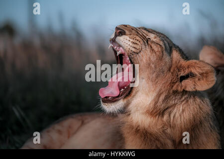 Simbabwe, Afrika: Die Löwen Sanierungsprojekt, bei Antelope Park in Gweru, Simbabwe. Herzerwärmende Bilder eines Schülers Interaktion mit einigen der majestätischen und gefährliche Tiere der Welt wurden. Bilder zeigen den jungen Mann ein echter Spaziergang auf der wilden Seite mit mächtigen Säugetiere in ihrer natürlichen Umgebung.  Er kann gesehen werden, streicheln und posiert mit 02:17 Monate alten Löwenbabys, Interaktion mit Elefanten und geben sogar ein Schweinchen, ein frecher Schimpanse zurück.  Andere Bilder zeigen einen seltenen Moment von zwei männlichen Erwachsenen Löwen teilen einen intimen Moment der Zuneigung und einem Erwachsenen ein Stockfoto