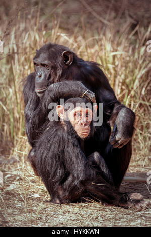 Sambia, Afrika: Schimpansen-Projekt bei Chimfunshi in Sambia. Herzerwärmende Bilder eines Schülers Interaktion mit einigen der majestätischen und gefährliche Tiere der Welt wurden. Bilder zeigen den jungen Mann ein echter Spaziergang auf der wilden Seite mit mächtigen Säugetiere in ihrer natürlichen Umgebung.  Er kann gesehen werden, streicheln und posiert mit 02:17 Monate alten Löwenbabys, Interaktion mit Elefanten und geben sogar ein Schweinchen, ein frecher Schimpanse zurück.  Andere Bilder zeigen einen seltenen Moment von zwei männlichen Erwachsenen Löwen teilen einen intimen Moment der Zuneigung und einem Erwachsenen und jungen Schimpansen entspannen Stockfoto