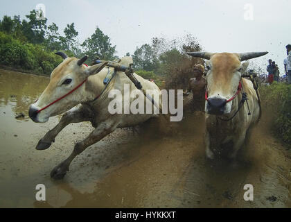 SUMATRA, Indonesien: Ein Draufgänger Lehrer bekommt mit über 5.000 Pfund reines Rindfleisch in diesem Adrenalin-100-Yard-Stier-Rennen. Statt über einen Zeitraum von vier Wochen dieser zweijährlichen indonesische Tradition, Pacu Jawi genannt, ist ein Fest der reichlich Reisernte.  Bilder zeigen Amateur-Fotograf Rick White (35) durch die schiere Kraft des diese muskelbepackten Lasttiere entlang gezogen wird.  Andere Teilnehmer sind rund ein Dutzend rein männlichen Bauern und Bewohnern. Die schnellste Kühe können dann die höchsten Preise bei einer Auktion Befehlen. Rick White war in der Lage, diese Actio zu erfassen Stockfoto