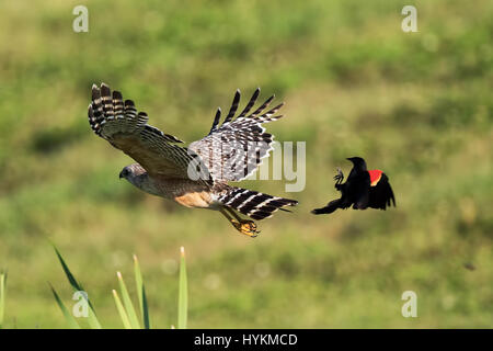 FLORIDA / USA: THE AMAZING Moment macht eine Rotschulterstärling perfekte Landung auf dem Rücken eines Falken wurde durch ein Amateurfotograf erfasst. Bilder zeigen einem rote Schulter Falken gejagt durch ein rot-winged schwarzer Vogel und eine gemeinsame Grackle, bevor die Amsel schließlich für eine sichere Landung auf der Rückseite des Falken in der Begegnung eingeht, die nur nur wenige Sekunden dauerte. Die angry Birds fährt dann mit die Rückseite des Falken zu picken. Airline pilot Stuart Kaye (60) aus Gainesville, Florida ist Glück, umgeben von heimischen Vögel, die einen endlosen Vorrat an Material für seine wilden bieten Stockfoto