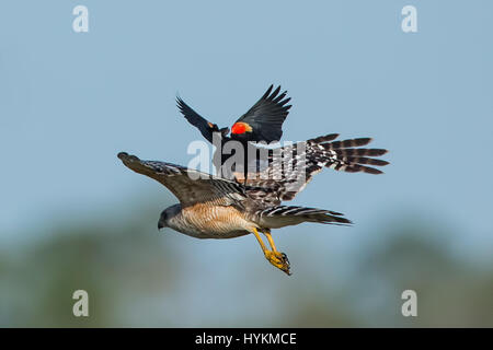 FLORIDA / USA: THE AMAZING Moment macht eine Rotschulterstärling perfekte Landung auf dem Rücken eines Falken wurde durch ein Amateurfotograf erfasst. Bilder zeigen einem rote Schulter Falken gejagt durch ein rot-winged schwarzer Vogel und eine gemeinsame Grackle, bevor die Amsel schließlich für eine sichere Landung auf der Rückseite des Falken in der Begegnung eingeht, die nur nur wenige Sekunden dauerte. Die angry Birds fährt dann mit die Rückseite des Falken zu picken. Airline pilot Stuart Kaye (60) aus Gainesville, Florida ist Glück, umgeben von heimischen Vögel, die einen endlosen Vorrat an Material für seine wilden bieten Stockfoto