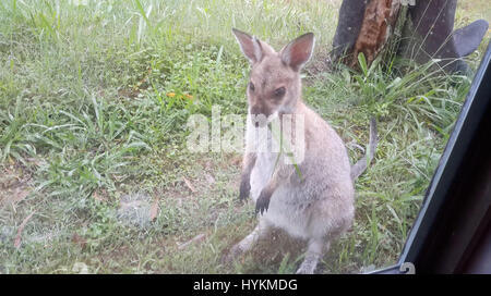 Ein Wallaby durch das Schlafzimmerfenster gesehen. EIN EX-RAF-Ingenieur hat seine Fähigkeiten verwendet, um die ultimative Outback Rückzugsort mitten im australischen Busch nach immer satt mit ihren lärmenden Nachbarn zu erstellen. Unglaubliche Bilder und Videos zeigen 40 Fuß Länge von acht Fuß breit, neun-und-einhälfte Fuß hohe Versandbehälter, die ehemaligen RAF körperliche Paul Chambers umgewandelt, um eine autarke netzferne outback nach Hause zu einem Preis von £36.000 erstellen. Paul, stammte ursprünglich aus Lincolnshire und, bevor Sie von der Royal Air Force, spezialisiert auf Bau von militärischen Flugsimulatoren überflüssig gemacht, inspiriert Stockfoto