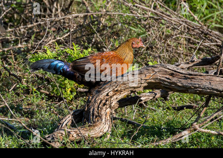 Sri Lanka, Tissamaharama, Yala-Nationalpark. Sri Lanka Kammhuhnprojekte (Gallus Lafayettii), aka Ceylon Kammhuhnprojekte, Mitglied der Familie der Hühnervögel, Ende Stockfoto