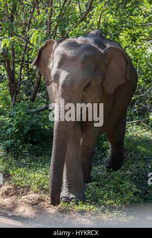 Sri Lanka, Tissamaharama, Yala Nationalpark aka Ruhuna, block 1. Sri Lanka Elefant (Elephas Maximus Maximus) Unterart des asiatischen Stockfoto