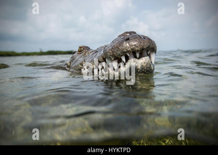 CHINCHORRO Banken, Mexiko: A THRILL-SUCHENDE Fotografen riskiert Leib und Leben wie er neben einem zehn-Fuß-langen amerikanisches Krokodil Schwamm. Beeindruckende Bilder zeigen mexikanische Unterwasserfotograf Rodrigo Friscione aufstehen, ganz nah und persönlich mit dem 200-Pfund-Predator. Andere Aufnahmen zeigen die neugierige Krokodil-Prüfung selbst heraus in das Objektiv der Kamera und stecken den Kopf über Wasser. Rodrigo, wer einen Tauchshop in Cancun, nahm die spektakulären Bilder in Chinchorro Banks. Stockfoto