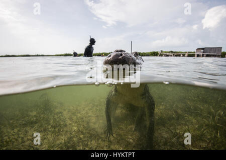 CHINCHORRO Banken, Mexiko: A THRILL-SUCHENDE Fotografen riskiert Leib und Leben wie er neben einem zehn-Fuß-langen amerikanisches Krokodil Schwamm. Beeindruckende Bilder zeigen mexikanische Unterwasserfotograf Rodrigo Friscione aufstehen, ganz nah und persönlich mit dem 200-Pfund-Predator. Andere Aufnahmen zeigen die neugierige Krokodil-Prüfung selbst heraus in das Objektiv der Kamera und stecken den Kopf über Wasser. Rodrigo, wer einen Tauchshop in Cancun, nahm die spektakulären Bilder in Chinchorro Banks. Stockfoto