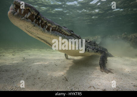 CHINCHORRO Banken, Mexiko: A THRILL-SUCHENDE Fotografen riskiert Leib und Leben wie er neben einem zehn-Fuß-langen amerikanisches Krokodil Schwamm. Beeindruckende Bilder zeigen mexikanische Unterwasserfotograf Rodrigo Friscione aufstehen, ganz nah und persönlich mit dem 200-Pfund-Predator. Andere Aufnahmen zeigen die neugierige Krokodil-Prüfung selbst heraus in das Objektiv der Kamera und stecken den Kopf über Wasser. Rodrigo, wer einen Tauchshop in Cancun, nahm die spektakulären Bilder in Chinchorro Banks. Stockfoto