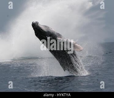 DRAKE BAY, COSTA RICA: Hat A HEFTY Buckelwal gerissen worden zeigt seine Kehrseite eine Schiffsladung von staunenden Touristen. Bilder zeigen die unglaubliche 40-Tonnen-Wal startet selbst aus dem Wasser vor Abschluss eine atemberaubende akrobatische Drehung in der Luft und wieder ins Wasser. Amerikanische Forscher Sierra Goodman, schnappte diese Action-Aufnahmen von der mächtigen Buckelwal Verletzung an Drake Bay, Costa Rica vor der Halbinsel Osa. Stockfoto