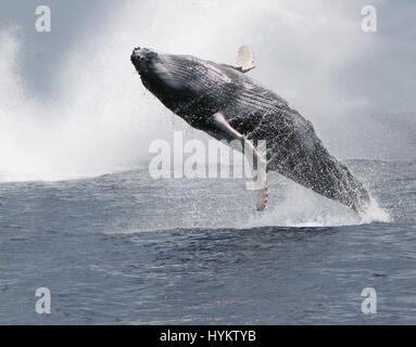 DRAKE BAY, COSTA RICA: Hat A HEFTY Buckelwal gerissen worden zeigt seine Kehrseite eine Schiffsladung von staunenden Touristen. Bilder zeigen die unglaubliche 40-Tonnen-Wal startet selbst aus dem Wasser vor Abschluss eine atemberaubende akrobatische Drehung in der Luft und wieder ins Wasser. Amerikanische Forscher Sierra Goodman, schnappte diese Action-Aufnahmen von der mächtigen Buckelwal Verletzung an Drake Bay, Costa Rica vor der Halbinsel Osa. Stockfoto