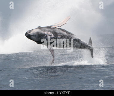 DRAKE BAY, COSTA RICA: Hat A HEFTY Buckelwal gerissen worden zeigt seine Kehrseite eine Schiffsladung von staunenden Touristen. Bilder zeigen die unglaubliche 40-Tonnen-Wal startet selbst aus dem Wasser vor Abschluss eine atemberaubende akrobatische Drehung in der Luft und wieder ins Wasser. Amerikanische Forscher Sierra Goodman, schnappte diese Action-Aufnahmen von der mächtigen Buckelwal Verletzung an Drake Bay, Costa Rica vor der Halbinsel Osa. Stockfoto