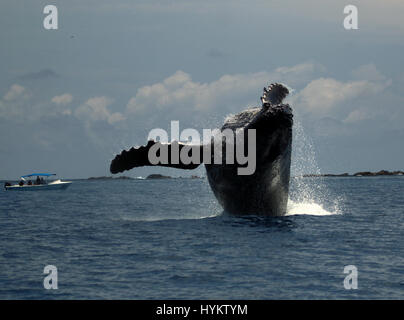 DRAKE BAY, COSTA RICA: Hat A HEFTY Buckelwal gerissen worden zeigt seine Kehrseite eine Schiffsladung von staunenden Touristen. Bilder zeigen die unglaubliche 40-Tonnen-Wal startet selbst aus dem Wasser vor Abschluss eine atemberaubende akrobatische Drehung in der Luft und wieder ins Wasser. Amerikanische Forscher Sierra Goodman, schnappte diese Action-Aufnahmen von der mächtigen Buckelwal Verletzung an Drake Bay, Costa Rica vor der Halbinsel Osa. Stockfoto