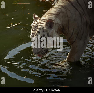 RAGUNAN ZOO, Indonesien: THIS Königstiger Furore wie vor der Kamera durch ein Amateurfotograf gefangen in diesem 40-minütigen Auftritt macht. Bilder zeigen die macht dieses majestätische Raubkatze, wie es gerade nach unten das Objektiv der Kamera aussieht und einen Schlag nimmt, einen gewaltigen Sprung zu schaffen.  Andere Bilder zeigen die eleganten Räuber stürzen sich aus dem Wasser und dann stoppen für einen Ort der Hydratation.  Amateur-Fotografen Fahmi Bhs (41) aus Indonesien konnte in Armlänge von Sinar dem bengalischen Tiger während der Fütterungszeiten im Ragunan Zoo in Jakarta. Stockfoto