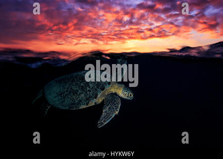 Insel La Réunion, Indischer Ozean: Sideshot schwimmen Schildkröte. EINE unglaubliche oberhalb und unterhalb der Wasser-Schuss von einer grünen Schildkröte Schwimmen unter einen spektakulären Sonnenuntergang wurde erfasst. Weitere tolle Bilder, die machen Sie wünschte, du wärst im Urlaub, zeigen die schönen Kreaturen entlang Meeresboden Prellen und anmutig mit anderen Schildkröten schwimmen. Fotograf Barathieu Gabriel (32) ursprünglich aus Frankreich, sondern lebt in La Réunion im Indischen Ozean ist besessen von Leben durch die Kameralinse seiner einzufangen. Stockfoto