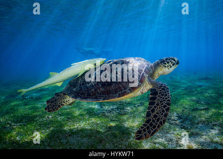Insel La Réunion, Indischer Ozean: Nisten Schildkröten schwimmen bis Fisch. EINE unglaubliche oberhalb und unterhalb der Wasser-Schuss von einer grünen Schildkröte Schwimmen unter einen spektakulären Sonnenuntergang wurde erfasst. Weitere tolle Bilder, die machen Sie wünschte, du wärst im Urlaub, zeigen die schönen Kreaturen entlang Meeresboden Prellen und anmutig mit anderen Schildkröten schwimmen. Fotograf Barathieu Gabriel (32) ursprünglich aus Frankreich, sondern lebt in La Réunion im Indischen Ozean ist besessen von Leben durch die Kameralinse seiner einzufangen. Stockfoto