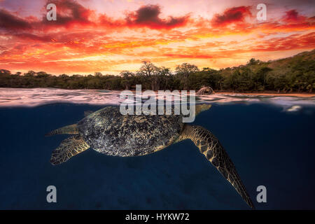 Insel La Réunion, Indischer Ozean: Schuss von Schildkröte teilweise über Wasser und unter Wasser. EINE unglaubliche oberhalb und unterhalb der Wasser-Schuss von einer grünen Schildkröte Schwimmen unter einen spektakulären Sonnenuntergang wurde erfasst. Weitere tolle Bilder, die machen Sie wünschte, du wärst im Urlaub, zeigen die schönen Kreaturen entlang Meeresboden Prellen und anmutig mit anderen Schildkröten schwimmen. Fotograf Barathieu Gabriel (32) ursprünglich aus Frankreich, sondern lebt in La Réunion im Indischen Ozean ist besessen von Leben durch die Kameralinse seiner einzufangen. Stockfoto