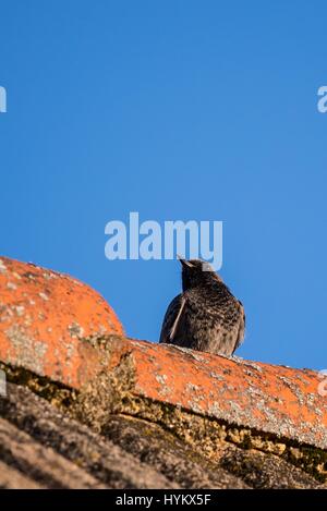 Vertikale Foto des kleinen Vogels Black Redstart, die häufig in Europas Gärten. Vogel sitzt auf alten orange Vintage Dach mit klaren blauen Himmel in der Hinterg Stockfoto