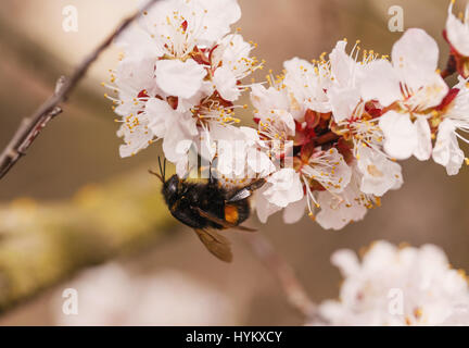 Hummel auf einer Blume die weiße Pflaumenblüten Stockfoto