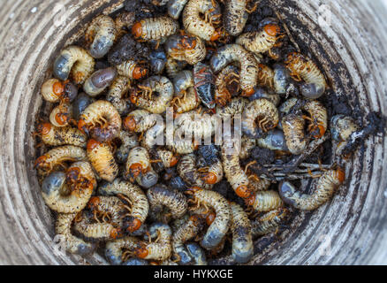 Maikäfer-Larven in einem Eimer gesammelt Stockfoto