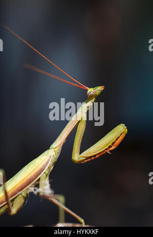Insekt Mantis Porträt hautnah. Stockfoto