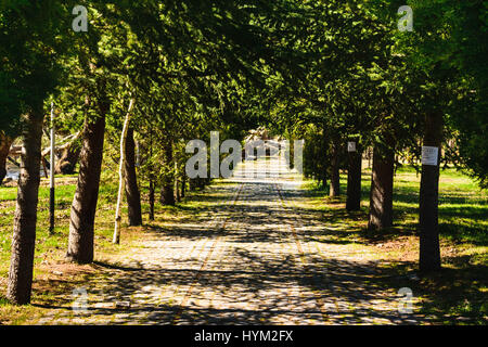 Ein Tunnel der Erblüh Bäume in den Beginn des Frühlings. Es führt zu der Statue von Samuil, ein König von Bulgarien vor 1000 Jahren war. Stockfoto