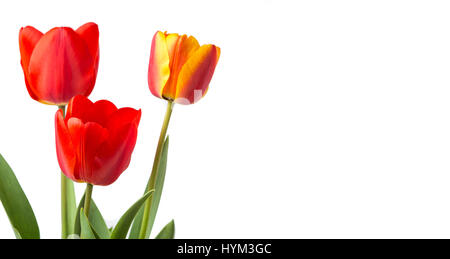 Rote Tulpen isoliert auf weißem Hintergrund. Frühlingszeit Stockfoto