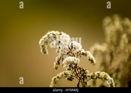 Trockenwald Rasen mit trockene Blüte im Frühjahr Stockfoto