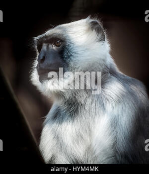 Detail der Affe nördlichen Ebenen grau Languren (Semnopithecus Entellus). Tierwelt Tier. Stockfoto