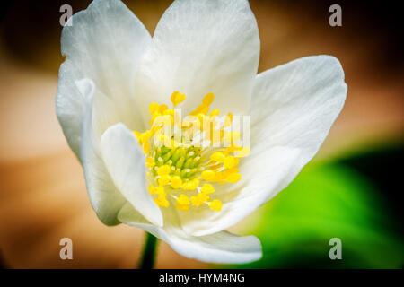 Frühling weiße Blume Schneeglöckchen Anemone (Anemone Sylvestris) im Wald Stockfoto