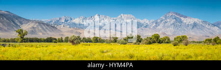 Östliche Sierra Nevada Bergkette Panorama mit blühenden Wiesen und Bäumen an einem schönen sonnigen Tag mit blauem Himmel im Sommer, Bishop, Kalifornien Stockfoto