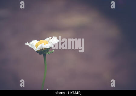 Nahaufnahme von Tanacetum Parthenium, Mutterkraut Blume, Frühling Hintergrund Stockfoto