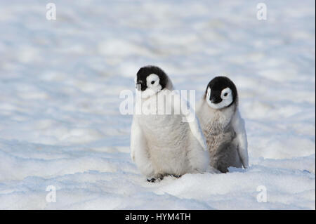 Kaiserpinguin-Küken in der Antarktis Stockfoto