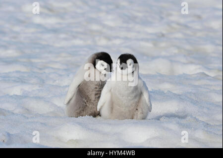 Kaiserpinguin-Küken in der Antarktis Stockfoto