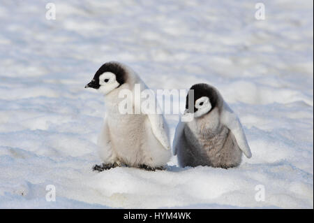 Kaiserpinguin-Küken in der Antarktis Stockfoto