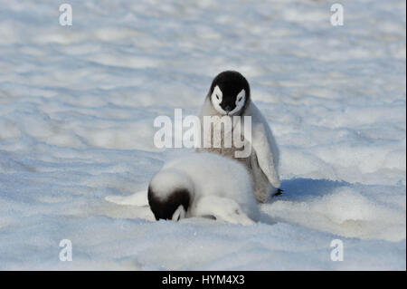 Kaiserpinguin-Küken in der Antarktis Stockfoto