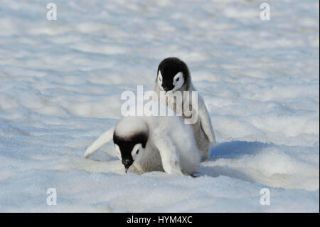 Kaiserpinguin-Küken in der Antarktis Stockfoto